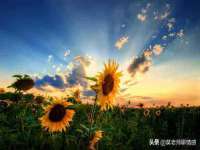 北京顺义水上公园投资发展中心