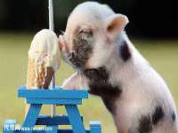 北京顺义水上公园投资发展中心
