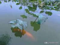 北京顺义水上公园投资发展中心