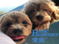 北京顺义水上公园投资发展中心