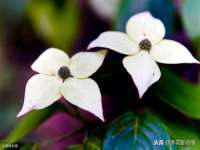北京顺义水上公园投资发展中心