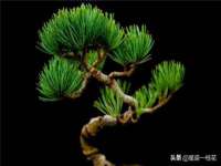 北京顺义水上公园投资发展中心